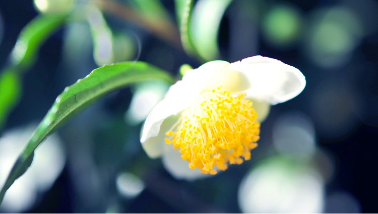 http://www.one-love-oneness.com/img/2012/yamatocha_flower.jpg